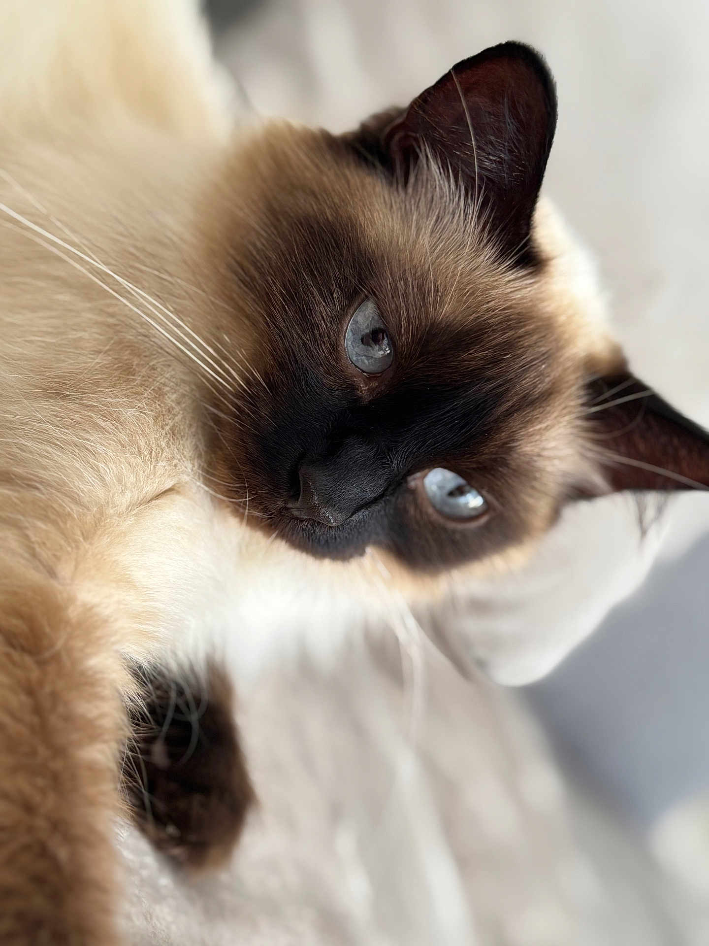 Bianca participe au concours pour gagner de l'argent avec cette photo : cat, siamese_cat, blue_eyes, close_up, fur, whiskers, pet, animal, mammal, indoor, soft_light, shallow_depth_of_field, sleeping, relaxed, portrait, cute, feline, domestic_animal, whisker, ears