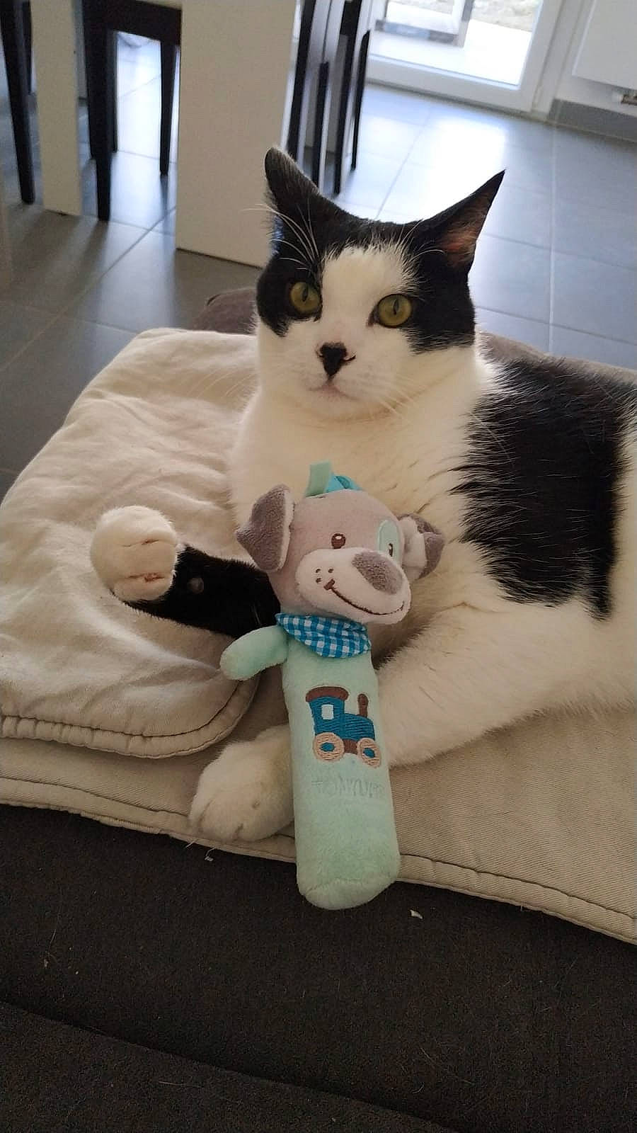 Lenor a rejoint le concours — aidez-le/la à gagner de superbes lots ! box, cardboard, carnivore, cat, cat_supply, comfort, couch, domestic_short_haired_cat, felidae, flooring, fur, hardwood, linens, paw, pet_supply, sitting, small_to_medium_sized_cats, snout, tail, whiskers