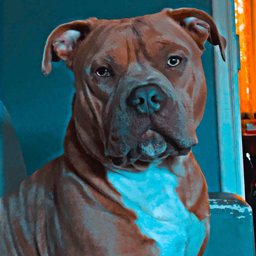 Zayko participe au concours pour gagner de l'argent avec cette photo : animal, brown_dog, canine, carpet, companion, dog, domestic, ears, expression, face, fur, home, household, indoor, looking, pet, portrait, seated, wall, white_chest