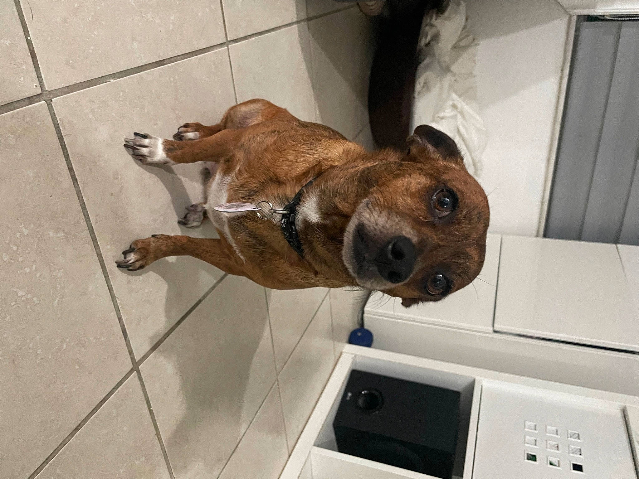 Brownie joined the competition — help win amazing prizes! animal_shelter, canidae, carnivore, collar, companion_dog, dog, dog_breed, fawn, flooring, fur, liver, paw, pet_supply, puppy, snout, sporting_group, tail, terrestrial_animal, whiskers, working_animal