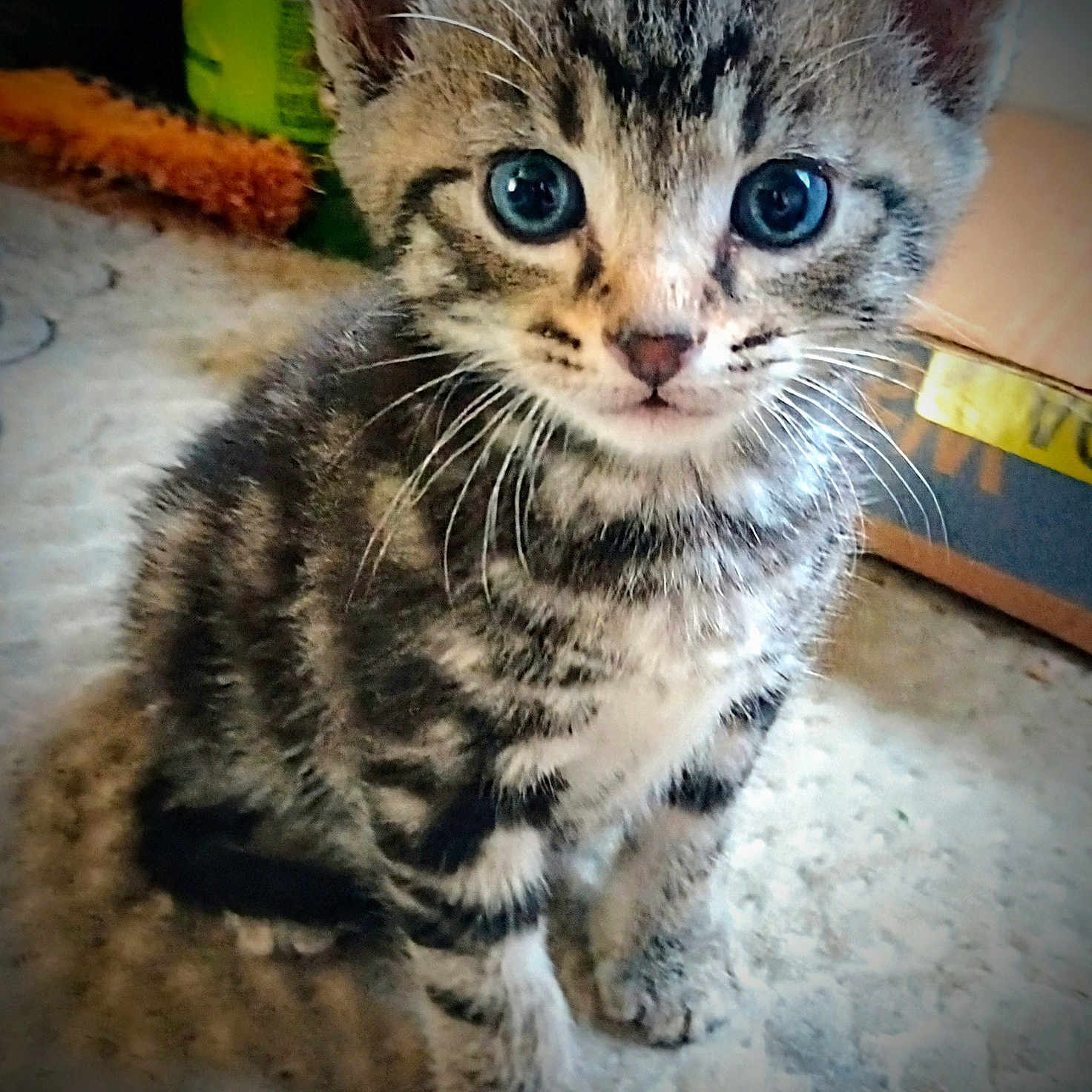 Vegeta is registered to the contest to win money with this photo: abyssinian, animal, cat, kitten, manx, ocelot, pet