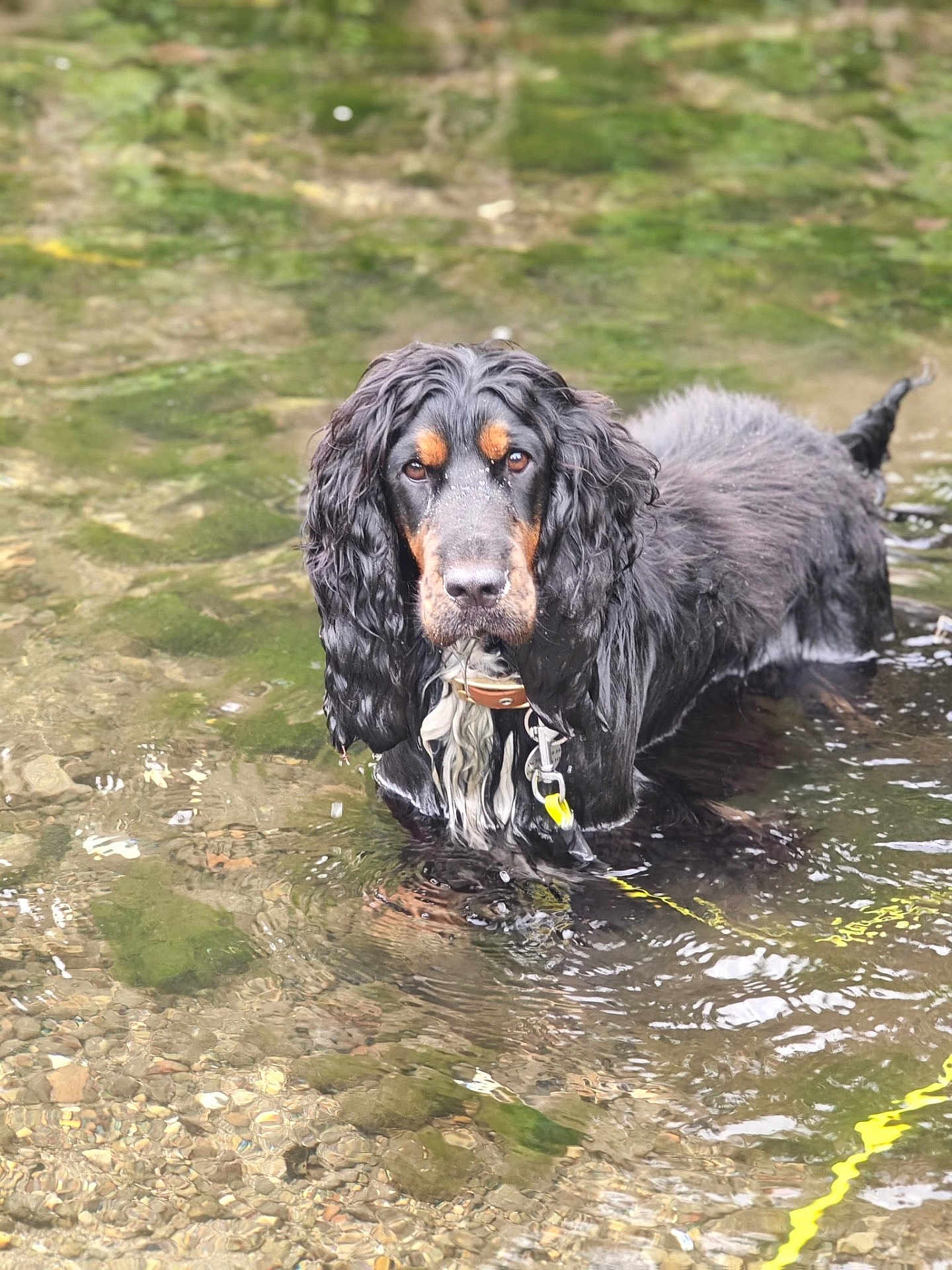 Nesquik participe au concours pour gagner de l'argent avec cette photo : dog, water, stream, wet, animal, outdoor, nature, leash, river, pet, canine, curly_ears, black_and_tan, standing, shallow_water, ripples, collar, closeup, focused, looking