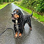 dog, wet, leash, road, pavement, greenery, hedge, outdoor, rain, overcast, animal, pet, black, brown, fur, ears, tail, snout, collar, nature