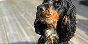 Nesquik participe au concours pour gagner de l'argent avec cette photo : dog, black_and_tan, wavy_fur, collar, outdoor, wooden_deck, sunlight, pet, canine, animal, portrait, sitting, attentive, ears, nose, whiskers, fur, domestic_animal, companion, friendly
