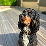 dog, black_and_tan, wavy_fur, collar, outdoor, wooden_deck, sunlight, pet, canine, animal, portrait, sitting, attentive, ears, nose, whiskers, fur, domestic_animal, companion, friendly