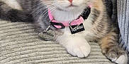 Arya participe au concours pour gagner de l'argent avec cette photo : kitten, cat, pet, collar, pink, couch, gray, feline, indoor, cute, fur, whiskers, ears, paw, relaxed, young, animal, domestic, closeup, texture