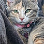 Arya a rejoint le concours — aidez-le/la à gagner de superbes lots ! cat, tabby, green_eyes, collar, heart_tag, blanket, soft_texture, close_up, animal, pet, fur, whiskers, relaxed, indoors, cozy, cute, portrait, feline, resting, pink_collar