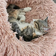 Arya participe au concours pour gagner de l'argent avec cette photo : cat, pet_bed, fluffy, pink, sleeping, cozy, indoor, fur, relaxed, animal, cute, resting, shaggy, tile_floor, domestic_cat, feline, soft, comfort, home, nap