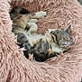 cat, pet_bed, fluffy, pink, sleeping, cozy, indoor, fur, relaxed, animal, cute, resting, shaggy, tile_floor, domestic_cat, feline, soft, comfort, home, nap