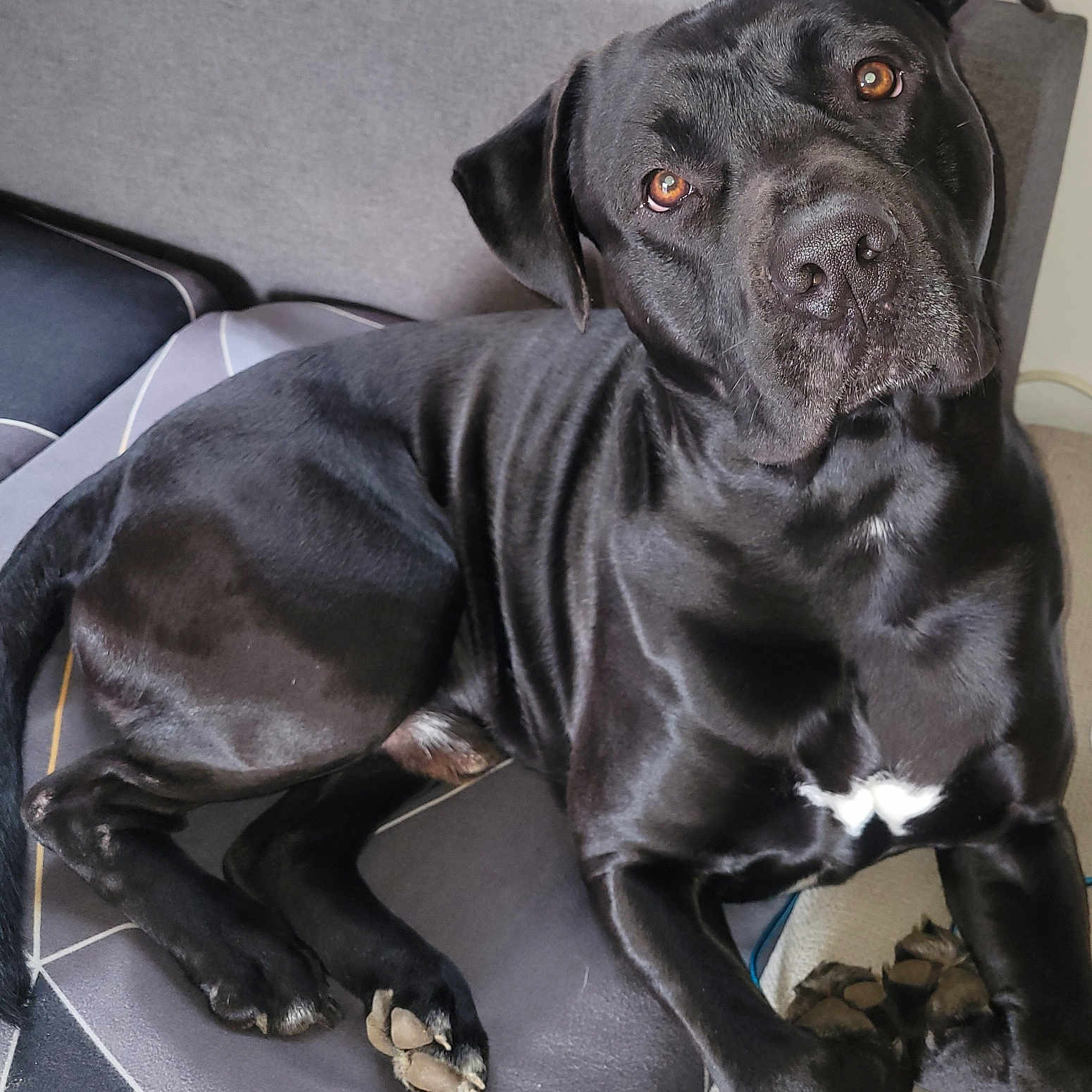 Saïko a rejoint le concours — aidez-le/la à gagner de superbes lots ! animal, blanket, boxer, bulldog, canine, couch, dog, frenchbulldog, furniture, greatdane, hound, labradorretriever, person, pet, pitbull, pointer, pug, puppy, snout