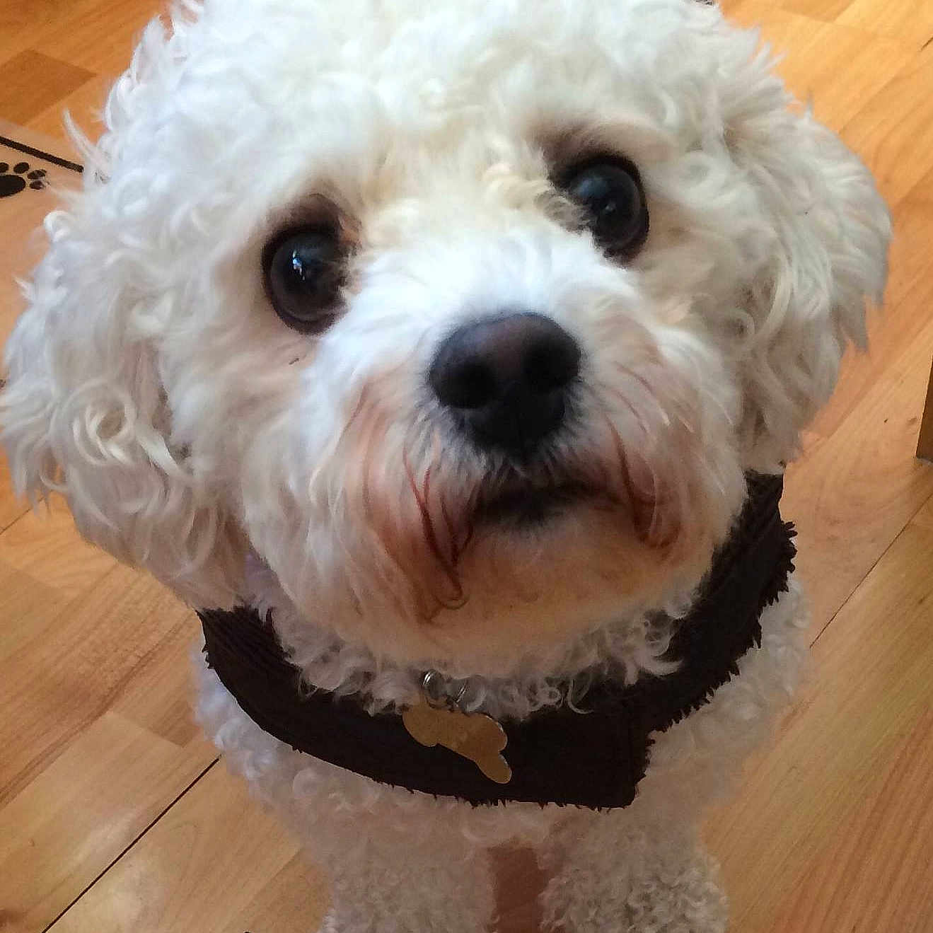 Buddy is registered to the contest to win money with this photo: