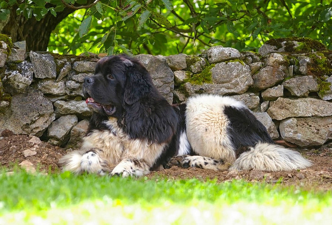 Léon a rejoint le concours — aidez-le/la à gagner de superbes lots ! blue_picardy_spaniel, canidae, carnivore, dog, dog_breed, hunting_dog, karakachan_dog, large_munsterlander, mammal, newfoundland, pyrenean_mastiff, rare_breed_dog, small_munsterlander, spaniel, sporting_group, stabyhoun, vertebrate, wetterhoun