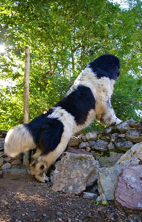 Léon a rejoint le concours — aidez-le/la à gagner de superbes lots ! canidae, carnivore, dog, dog_breed, fur, mammal, plant, sporting_group, stabyhoun, tail, tree