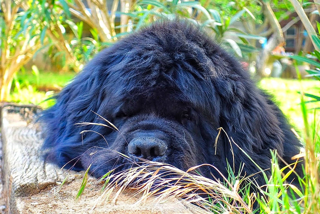 Léon participe au concours pour gagner de l'argent avec cette photo : ancient_dog_breeds, canidae, carnivore, companion_dog, dog, dog_breed, gaddi_kutta, giant_dog_breed, grass, mammal, newfoundland, snout, sporting_group, vertebrate