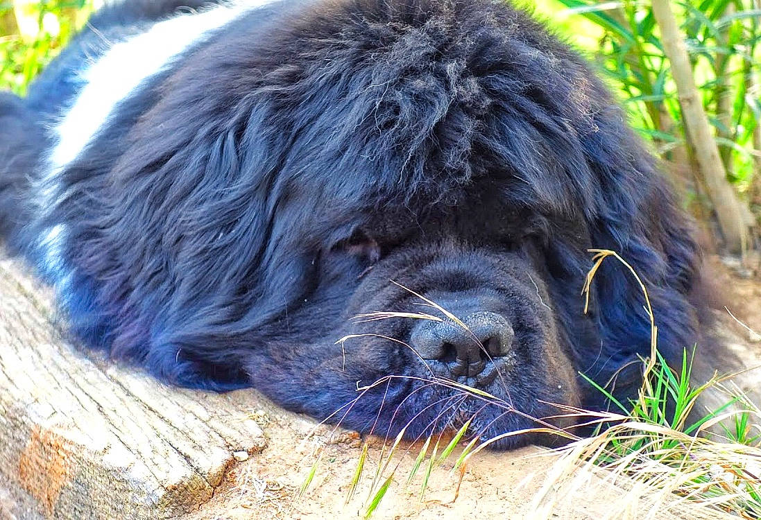 Léon a rejoint le concours — aidez-le/la à gagner de superbes lots ! canidae, carnivore, dog, dog_breed, fur, giant_dog_breed, mammal, newfoundland, snout, sporting_group, vertebrate