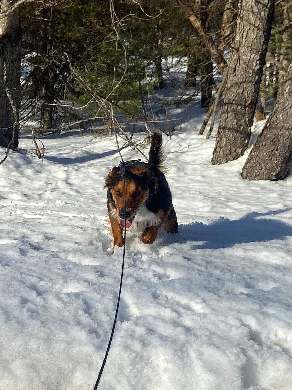 Loki is registered to the contest to win money with this photo: adventure, canidae, carnivore, collar, dog, dog_breed, dog_hiking, freezing, fur, hunting_dog, leash, plant, recreation, slope, snow, sporting_group, tail, tree, winter, working_dog
