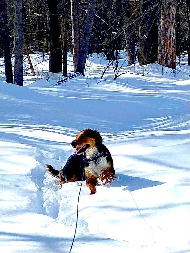 Loki joined the competition — help win amazing prizes! adventure, canidae, carnivore, dog, dog_breed, freezing, leash, leisure, outdoor_recreation, plant, playing_in_the_snow, recreation, slope, snow, sporting_group, sports, tail, tree, winter, winter_sport
