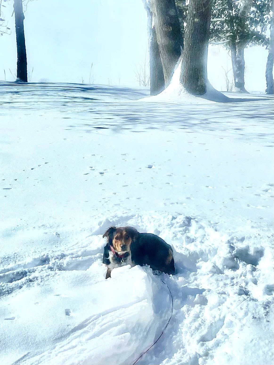 Loki joined the competition — help win amazing prizes! canidae, carnivore, companion_dog, dog, dog_breed, freezing, frost, fur, landscape, playing_in_the_snow, recreation, shadow, slope, snow, sporting_group, tail, tints_and_shades, tree, winter, wood