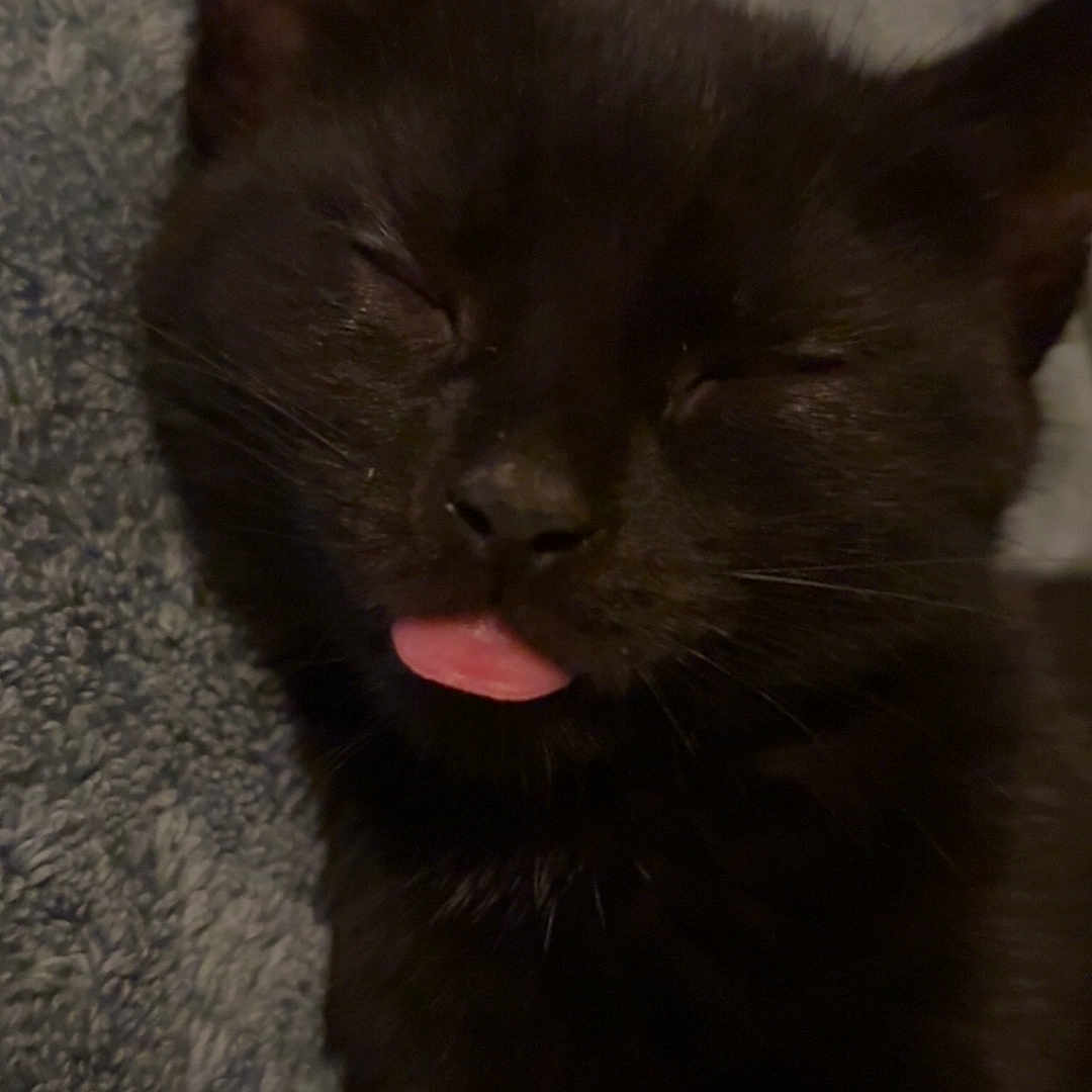 Dahlia joined the competition — help win amazing prizes! adorable, animal, black_cat, blanket, cat, close_up, cozy, cute, domestic_cat, face, feline, fur, indoor, pet, relaxed, resting, sleeping, texture, tongue_out, whiskers