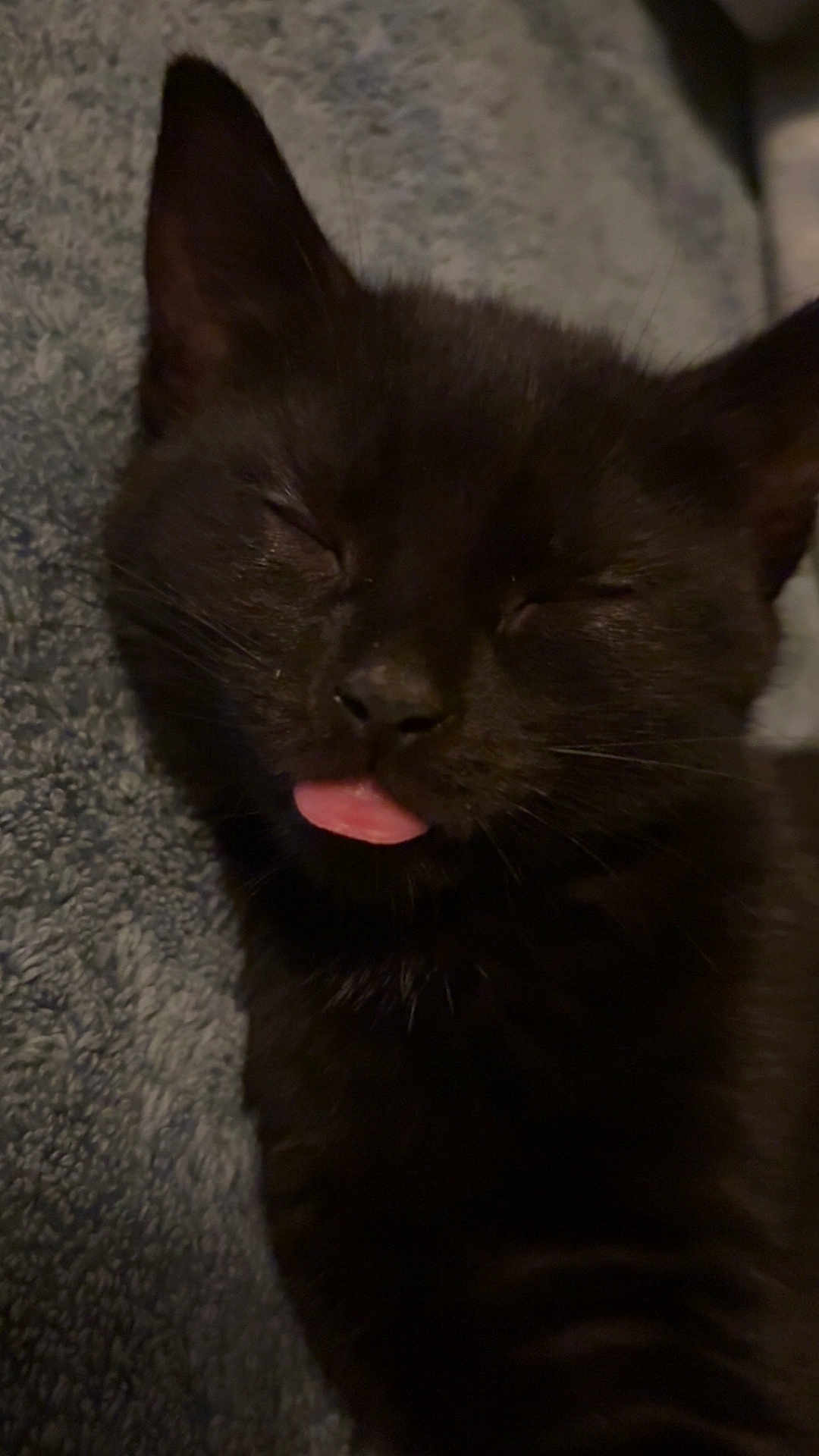 Dahlia joined the competition — help win amazing prizes! black_cat, cat, sleeping, tongue_out, pet, animal, feline, close_up, cute, cozy, resting, whiskers, fur, domestic_cat, indoor, texture, blanket, relaxed, adorable, face