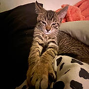 Milo is registered to the contest to win money with this photo: animal, blanket, cat, closeup, cozy, cute, feline, fuzzy, indoor, kitten, paw, pet, pink, relaxed, resting, soft, spotted, stretching, tabby, warm