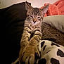 animal, blanket, cat, closeup, cozy, cute, feline, fuzzy, indoor, kitten, paw, pet, pink, relaxed, resting, soft, spotted, stretching, tabby, warm