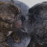 King Frenchie joined the competition — help win amazing prizes! dog, french_bulldog, brindle, close_up, snout, nose, sleeping, eyes_closed, pet, cuddling, bed, blanket, fur, paws, indoor, wooden_floor, cozy, animal_pair, affectionate, tongue