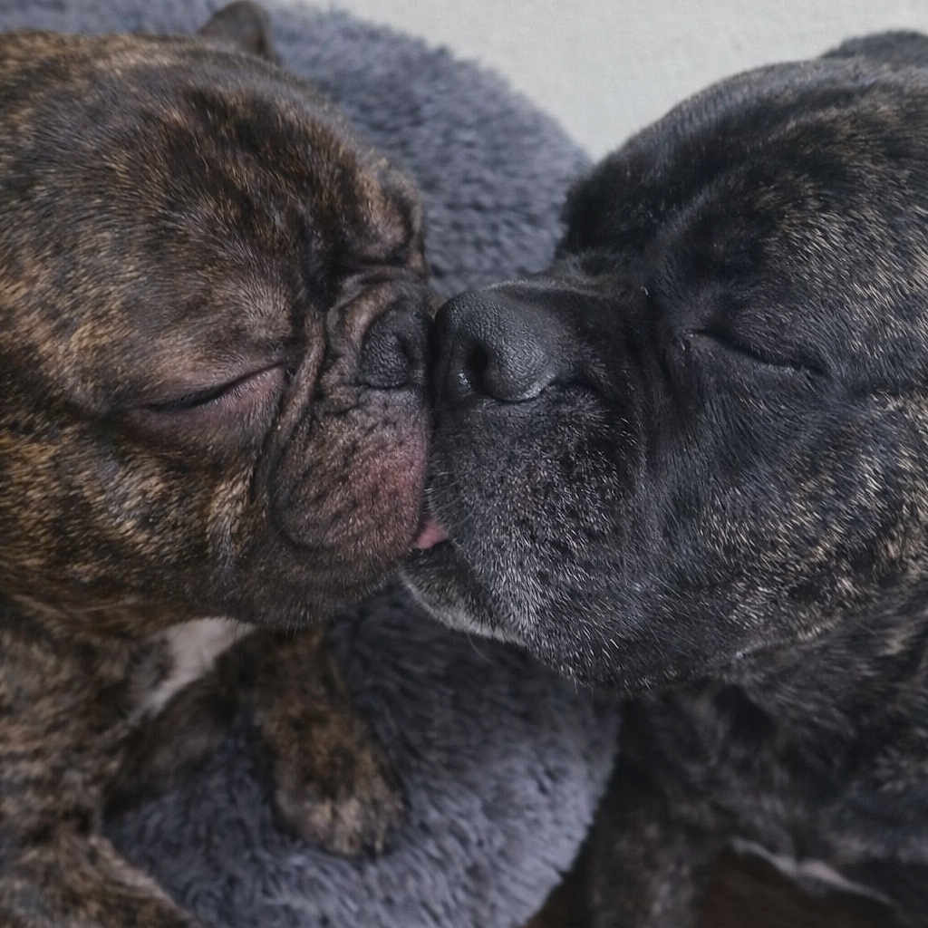 King Frenchie joined the competition — help win amazing prizes! affectionate, animal_pair, bed, blanket, brindle, close_up, cozy, cuddling, dog, eyes_closed, french_bulldog, fur, indoor, nose, paws, pet, sleeping, snout, tongue, wooden_floor