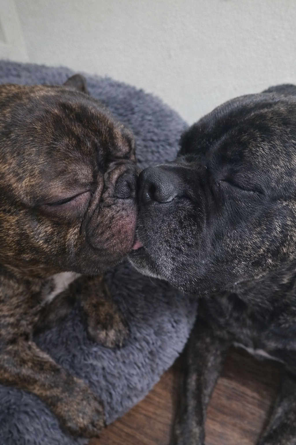 King Frenchie joined the competition — help win amazing prizes! dog, french_bulldog, brindle, close_up, snout, nose, sleeping, eyes_closed, pet, cuddling, bed, blanket, fur, paws, indoor, wooden_floor, cozy, animal_pair, affectionate, tongue