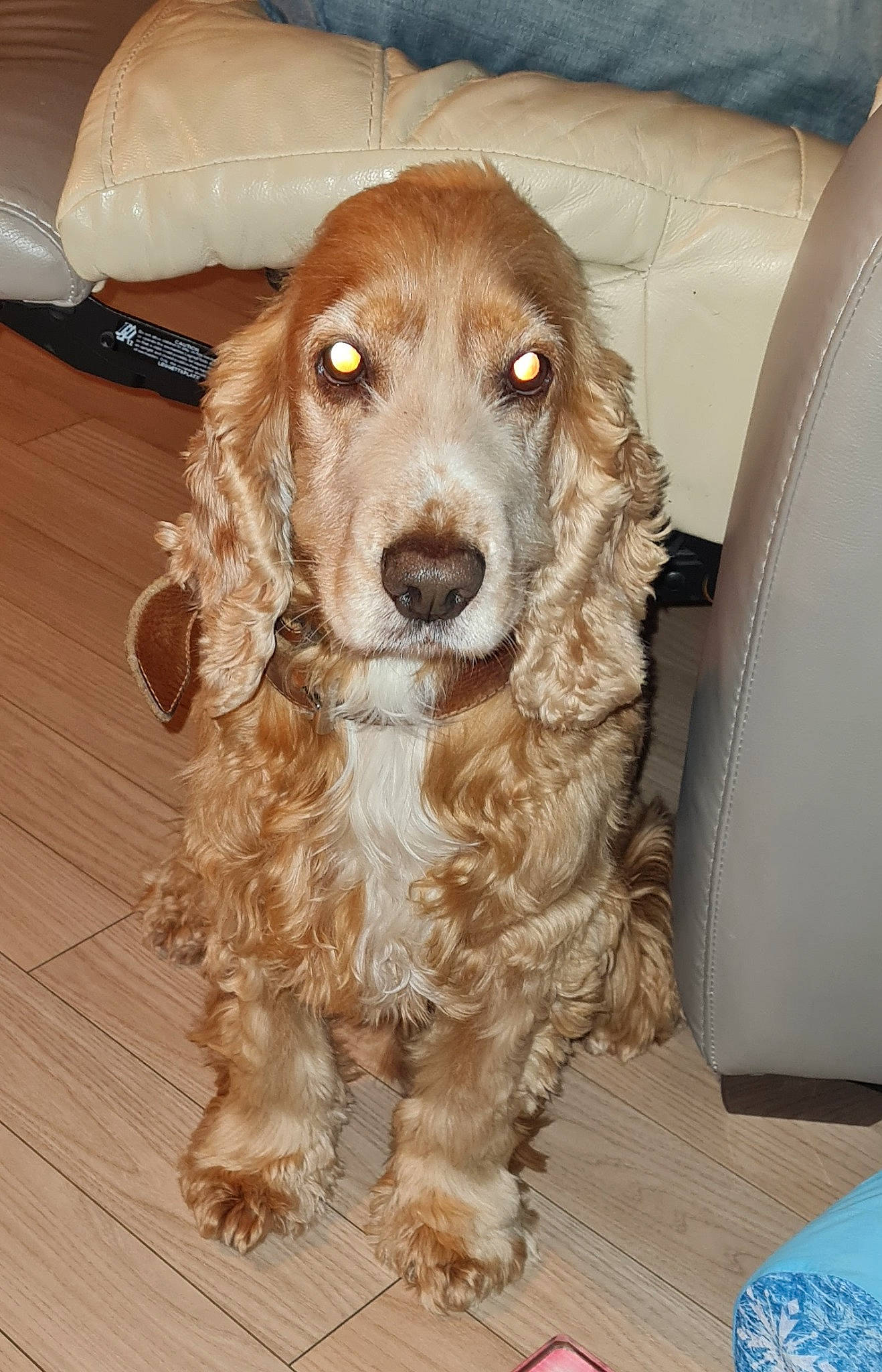 Indigo a rejoint le concours — aidez-le/la à gagner de superbes lots ! canidae, carnivore, companion_dog, dog, dog_breed, flooring, fur, gun_dog, hardwood, hunting_dog, liver, natural_material, snout, spaniel, sporting_group, working_animal