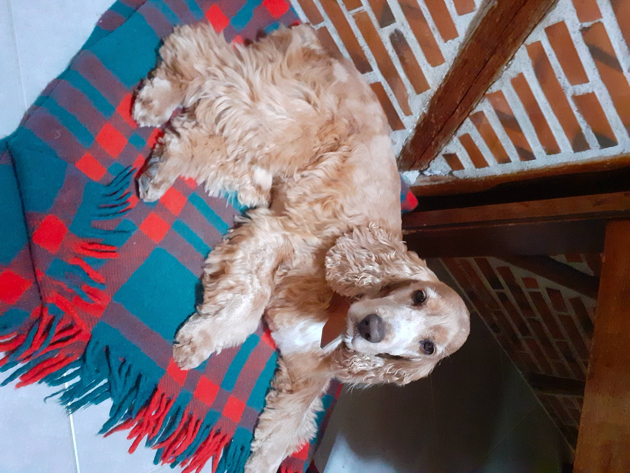 Indigo a rejoint le concours — aidez-le/la à gagner de superbes lots ! art, bone, canidae, companion_dog, dog_breed, fawn, fur, hardwood, natural_material, outdoor_furniture, plush, skull, snout, sporting_group, stuffed_toy, tail, terrestrial_animal, toy, wood, working_animal