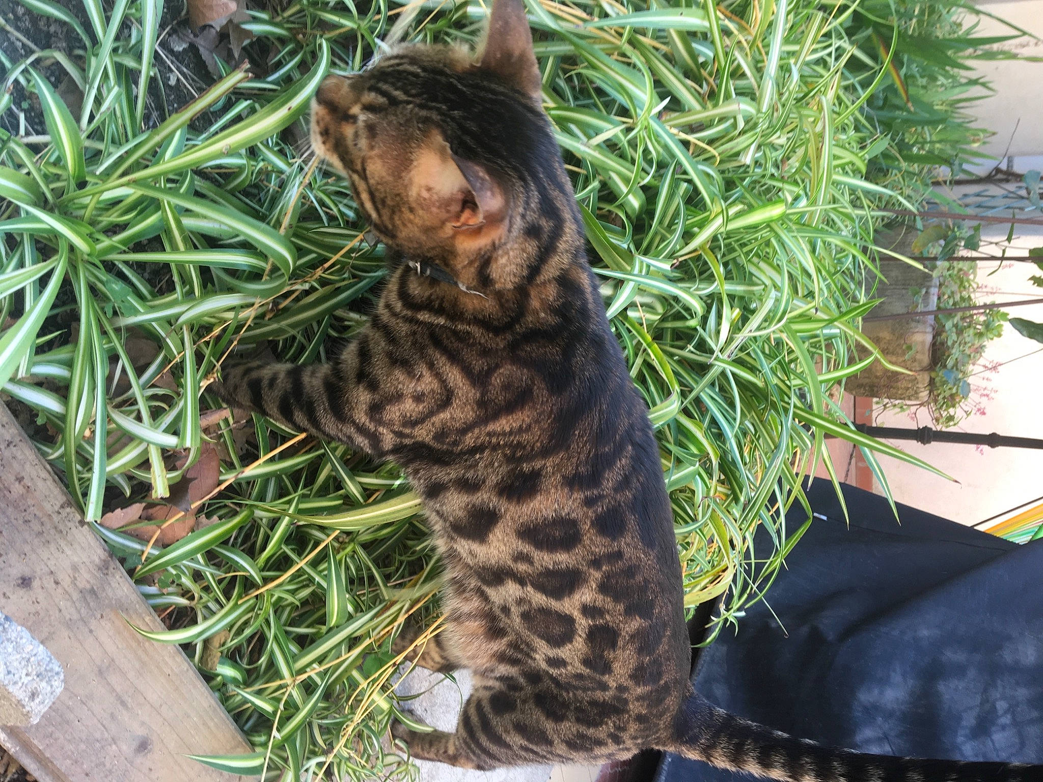 Hector a rejoint le concours — aidez-le/la à gagner de superbes lots ! carnivore, cat, domestic_short_haired_cat, fawn, felidae, flowerpot, fur, grass, grass_family, groundcover, herb, organism, plant, small_to_medium_sized_cats, snout, tail, terrestrial_animal, terrestrial_plant, whiskers, wood