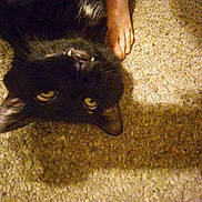 Zai is registered to the contest to win money with this photo: animal, black_cat, carpet, cat, closeup, domestic_cat, eyes, feline, foot, fur, human, indoor, mischievous, pet, playful, shadow, teeth, texture, upside_down, whiskers