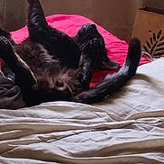 Banzai joined the competition — help win amazing prizes! animal, bed, black_cat, blanket, cat, cozy, cute, feline, fur, home, indoor, mammal, paws, pet, relaxing, resting, sleeping, stretching, tail, whiskers