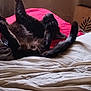 animal, bed, black_cat, blanket, cat, cozy, cute, feline, fur, home, indoor, mammal, paws, pet, relaxing, resting, sleeping, stretching, tail, whiskers