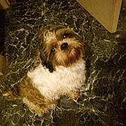 Gucci is registered to the contest to win money with this photo: adorable, animal, brown_and_white, canine, companion, curly_fur, cute, dog, domestic_animal, floor, fluffy_dog, friendly, fur, indoor, looking_up, marble_floor, pet, sitting, small_dog, waiting