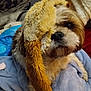 Gucci joined the competition — help win amazing prizes! animal, blanket, brown, closeup, comfort, cozy, cute, dog, eye, face, fur, furry, home, indoor, nose, pet, resting, soft, warm, white