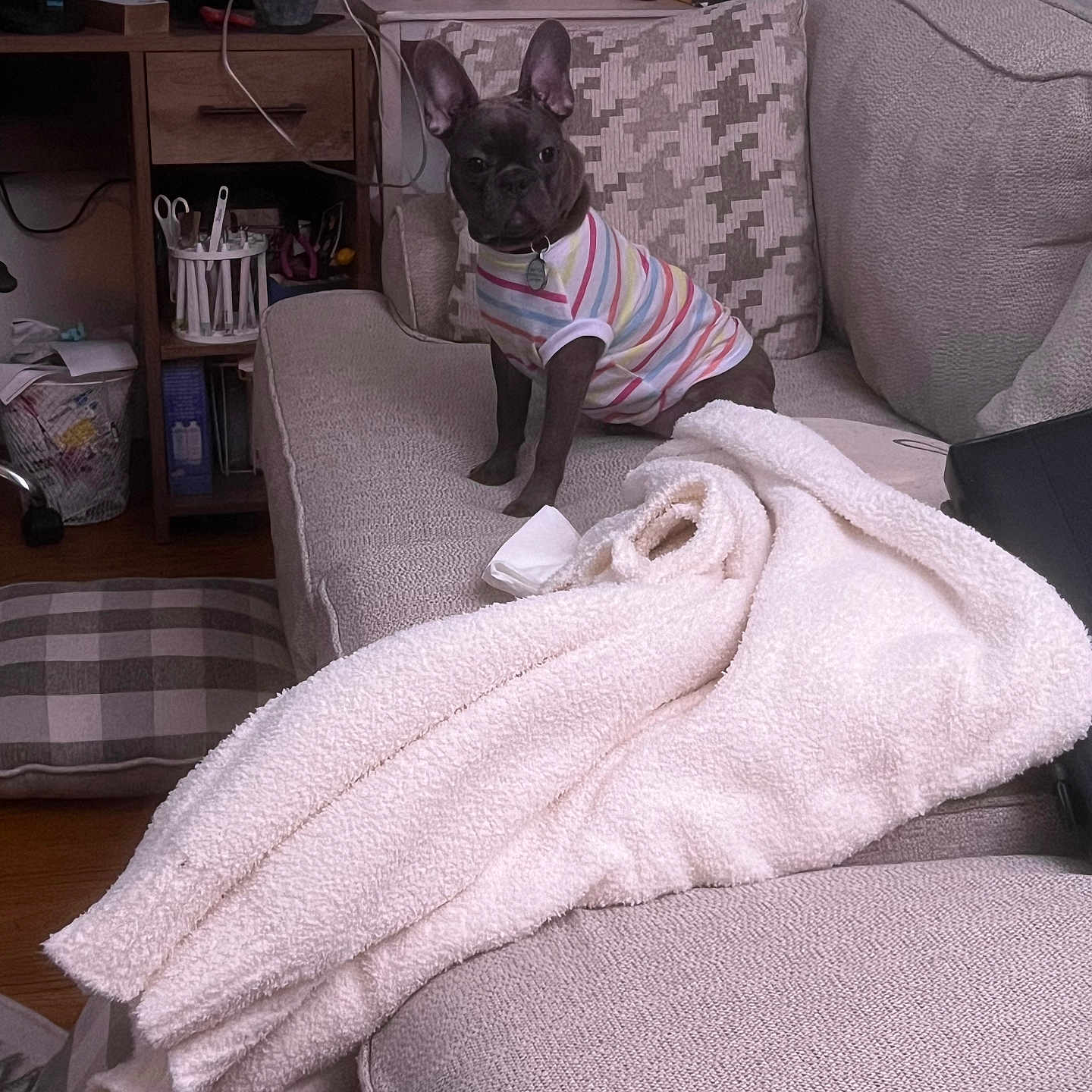 Capri is registered to the contest to win money with this photo: accessories, animal, blanket, box, canine, clothing, computerhardware, couch, dog, electronics, furniture, glasses, hardware, hosiery, lamp, monitor, pet, scissors, screen, sock