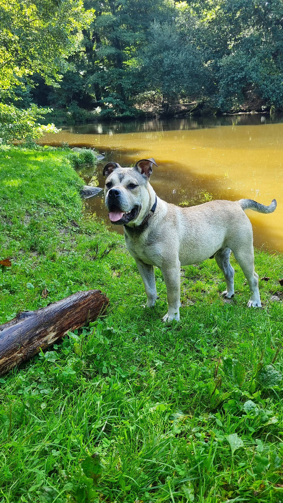 Zeus participe au concours pour gagner de l'argent avec cette photo : carnivore, collar, companion_dog, dog, dog_breed, dog_collar, fawn, garden, grass, groundcover, lake, natural_landscape, pasture, plant, tail, terrestrial_animal, tree, water, working_animal, working_dog