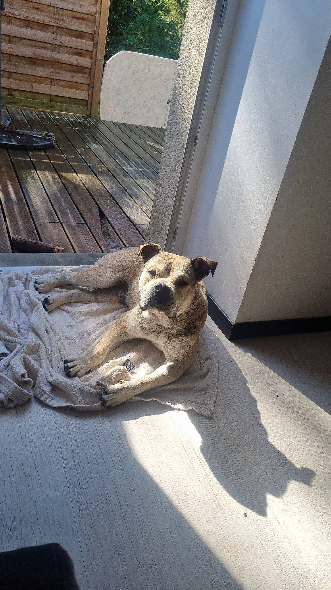 Zeus a rejoint le concours — aidez-le/la à gagner de superbes lots ! canidae, carnivore, comfort, companion_dog, dog, dog_breed, dog_supply, fawn, floor, flooring, hardwood, linens, room, sitting, snout, sporting_group, toy_dog, whiskers, wood, working_animal