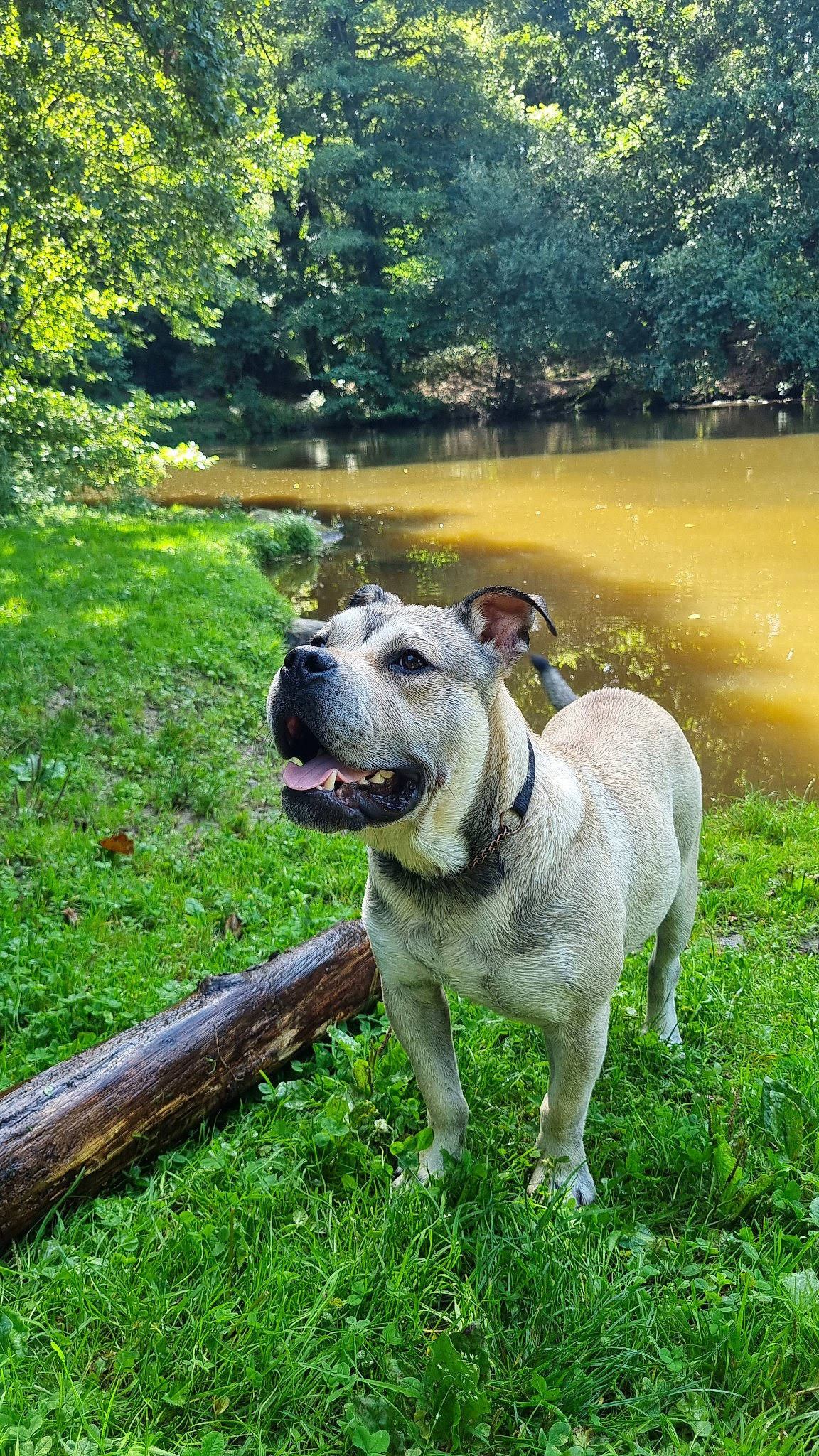 Zeus a rejoint le concours — aidez-le/la à gagner de superbes lots ! canidae, carnivore, collar, companion_dog, dog, dog_breed, dog_collar, fawn, garden, grass, lake, landscape, natural_landscape, pet_supply, plant, snout, tail, tree, water, working_animal