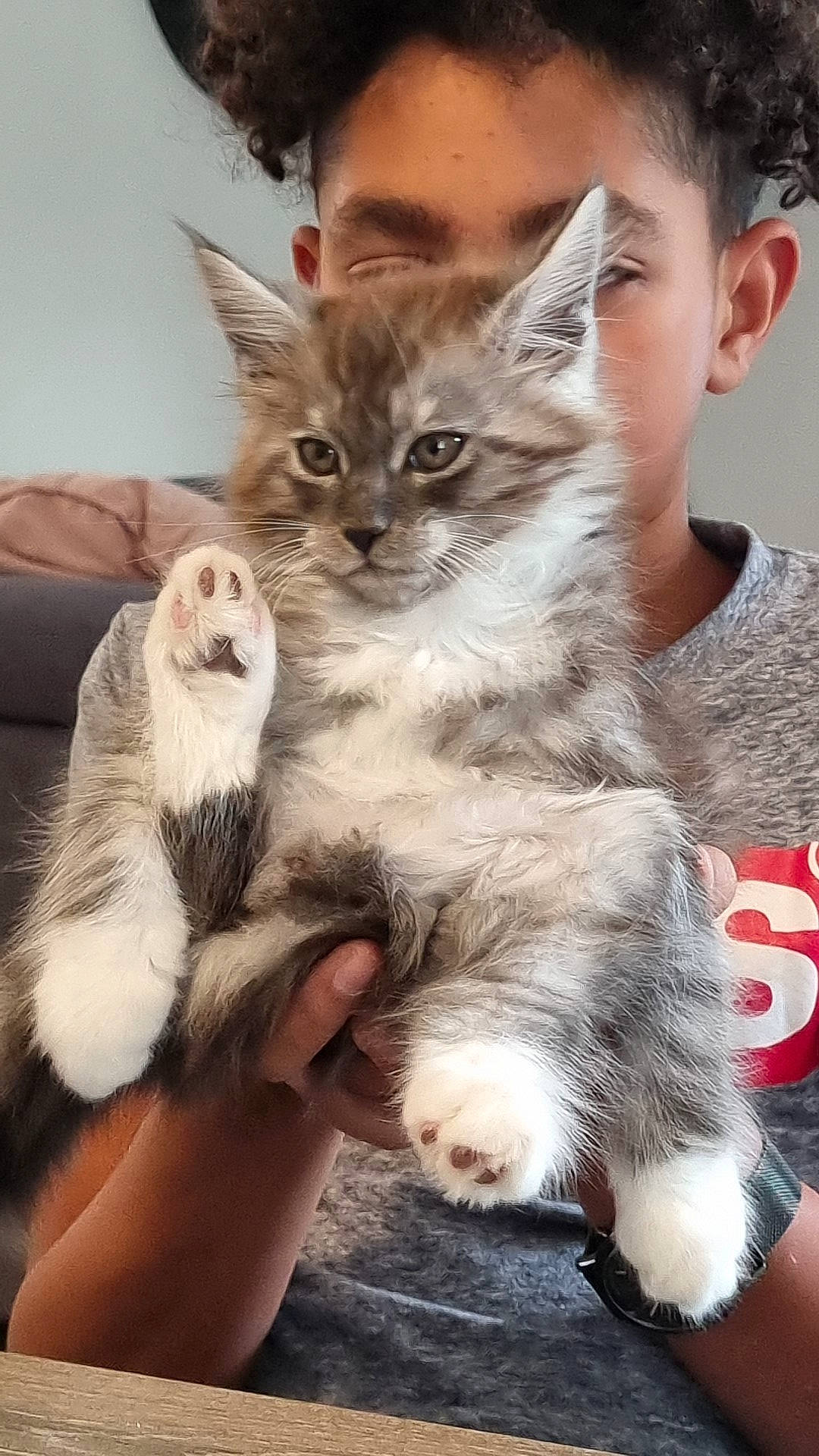 Ubbe a rejoint le concours — aidez-le/la à gagner de superbes lots ! box, carnivore, cat, claw, domestic_short_haired_cat, fawn, felidae, fur, gesture, lap, paw, photo_caption, sitting, small_to_medium_sized_cats, snout, tail, terrestrial_animal, toddler, whiskers