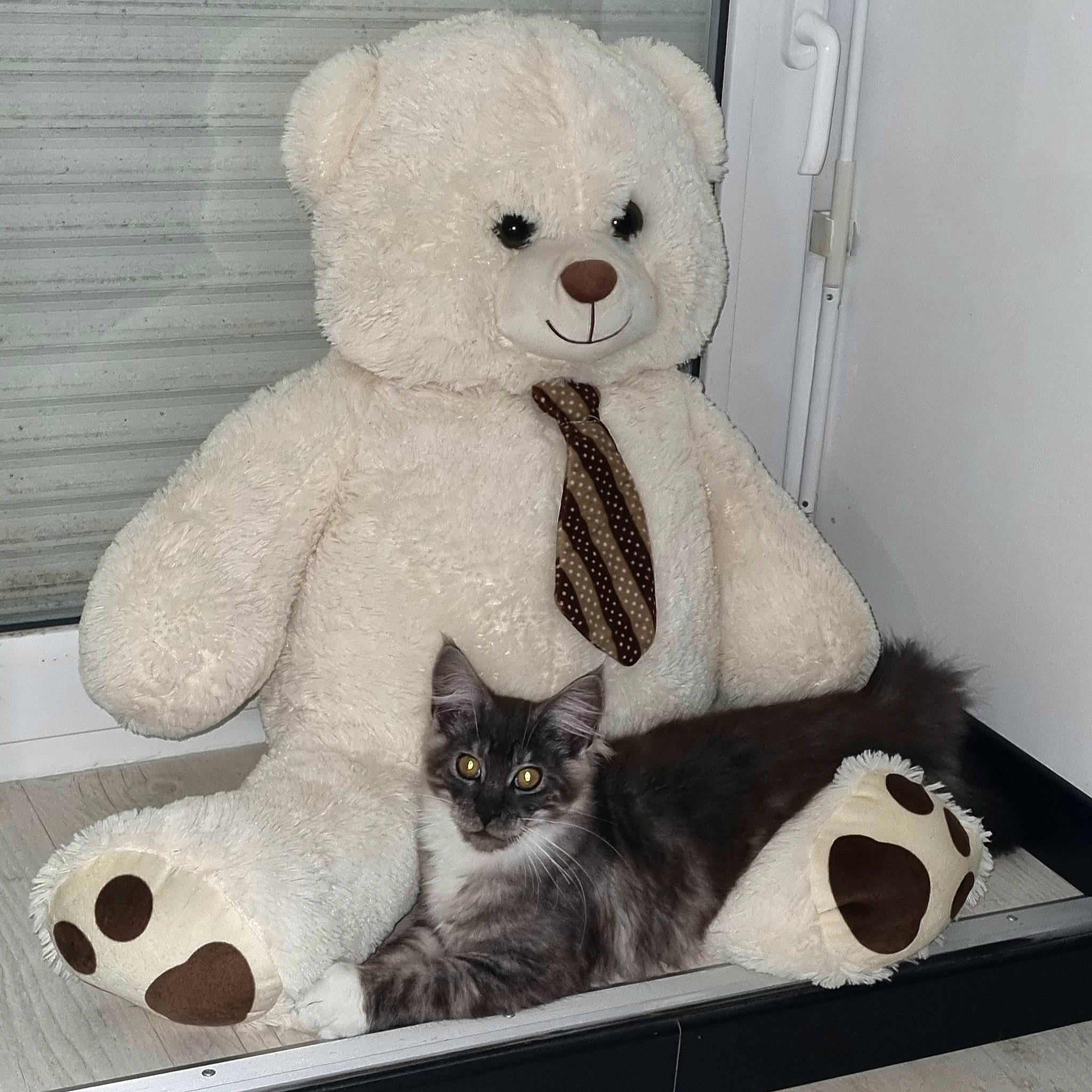 Ubbe participe au concours pour gagner de l'argent avec cette photo : art, carnivore, cat, comfort, domestic_short_haired_cat, felidae, fur, grey, mammal, plush, room, small_to_medium_sized_cats, snout, stuffed_toy, tail, teddy_bear, toy, vertebrate, whiskers, white