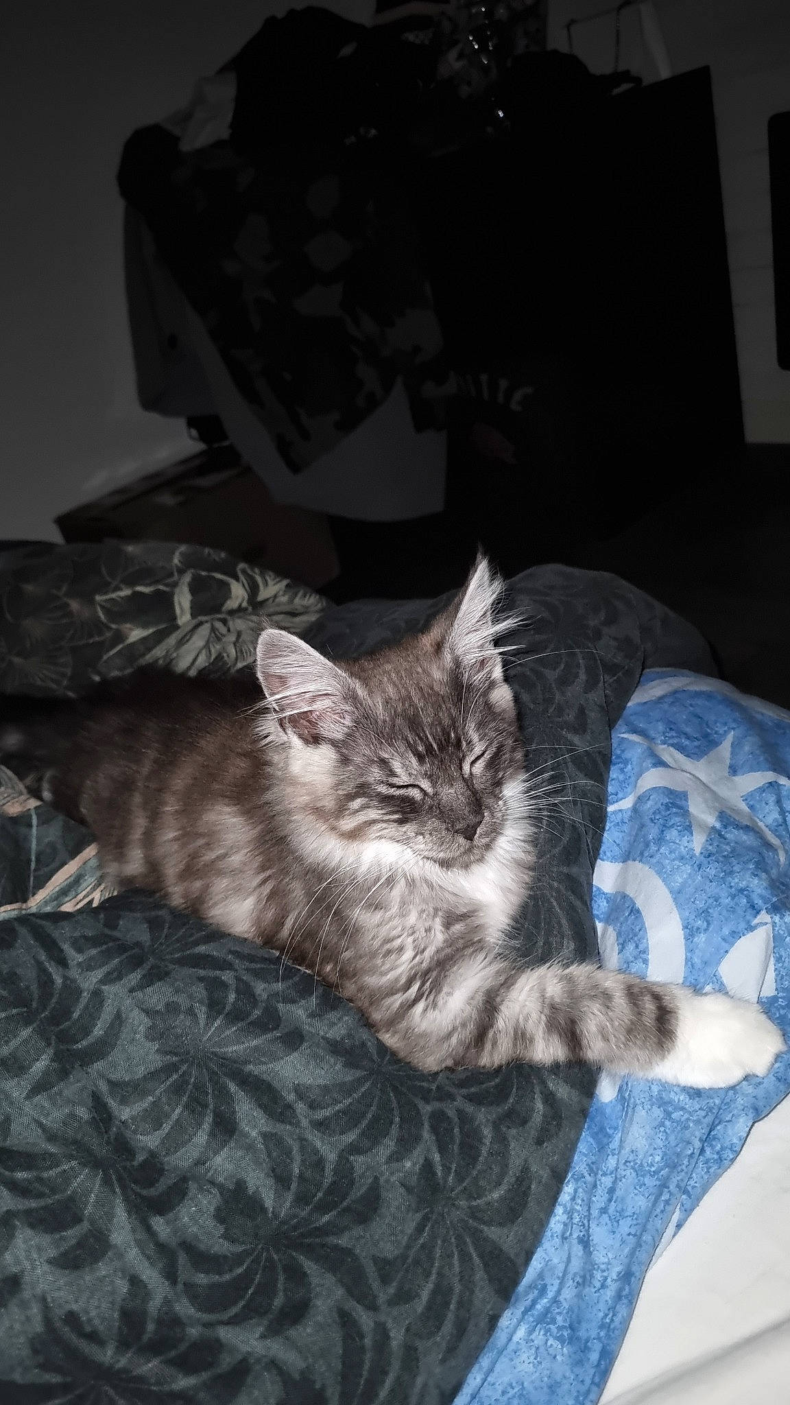 Ubbe participe au concours pour gagner de l'argent avec cette photo : bed, black_cat, carnivore, cat, comfort, couch, domestic_short_haired_cat, felidae, fur, grey, living_room, monochrome_photography, nap, paw, pillow, room, sitting, small_to_medium_sized_cats, tail, whiskers