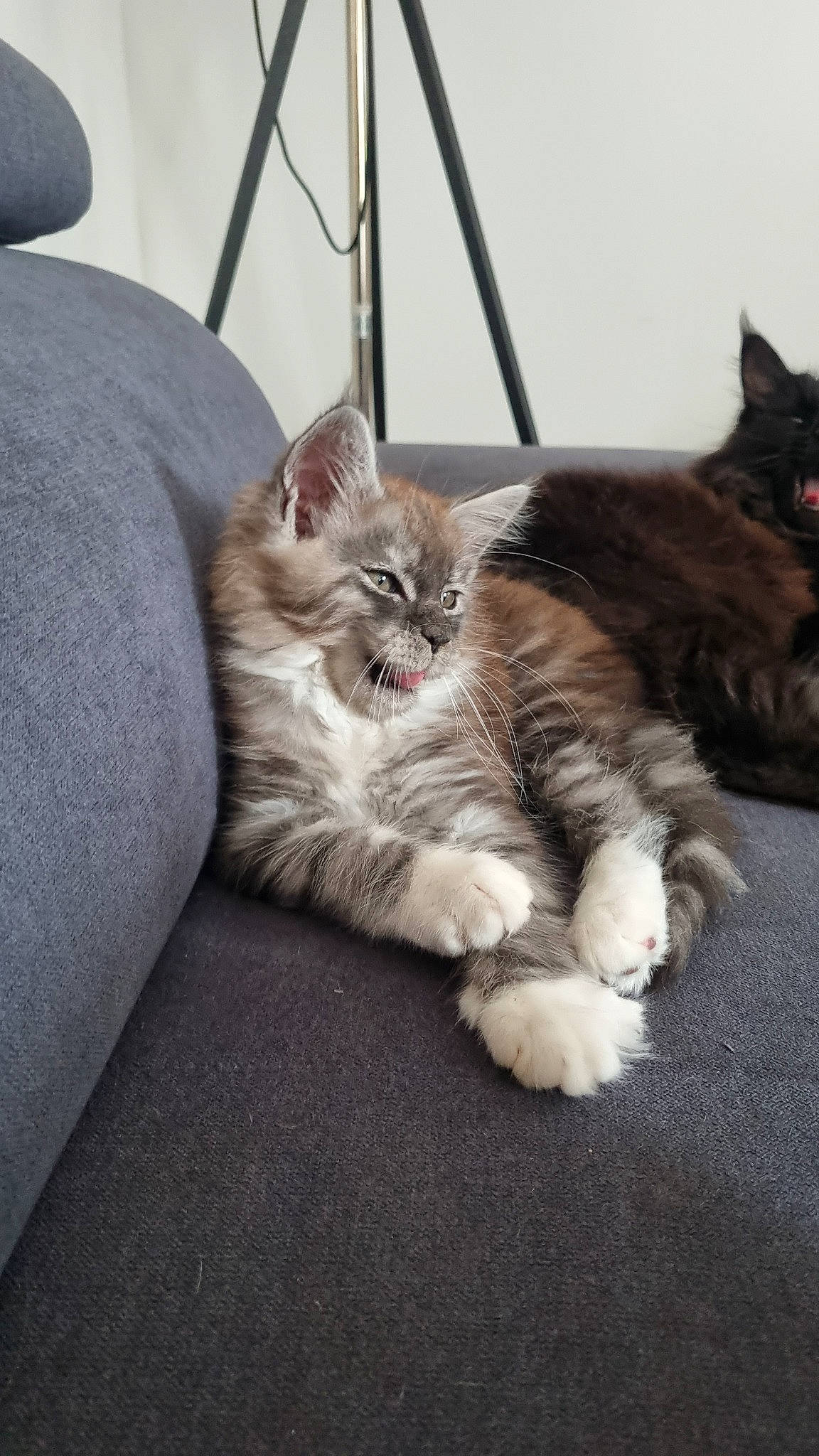 Ubbe a rejoint le concours — aidez-le/la à gagner de superbes lots ! carnivore, cat, claw, comfort, couch, domestic_short_haired_cat, felidae, fur, grey, paw, sitting, small_to_medium_sized_cats, snout, tail, terrestrial_animal, whiskers