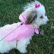 Winnie is registered to the contest to win money with this photo: dog, white_dog, pink_coat, pink_bow, grass, leash, pet, outdoor, fluffy, small_dog, cute, animal, canine, fur, side_view, nature, walking, park, fashion, accessory