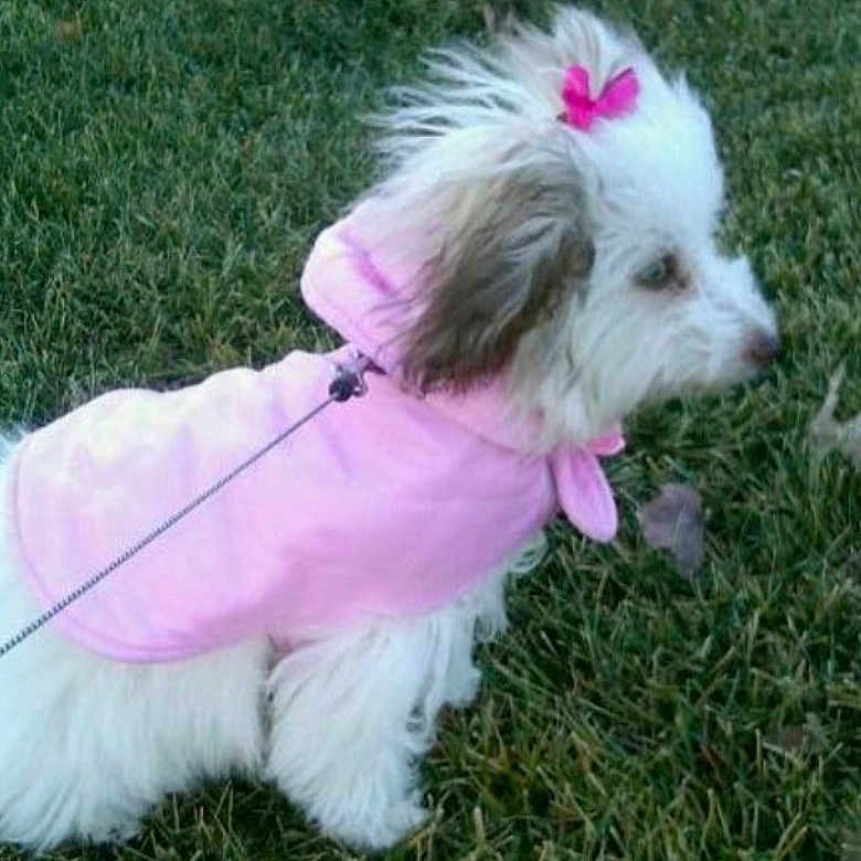 Winnie is registered to the contest to win money with this photo: dog, white_dog, pink_coat, pink_bow, grass, leash, pet, outdoor, fluffy, small_dog, cute, animal, canine, fur, side_view, nature, walking, park, fashion, accessory