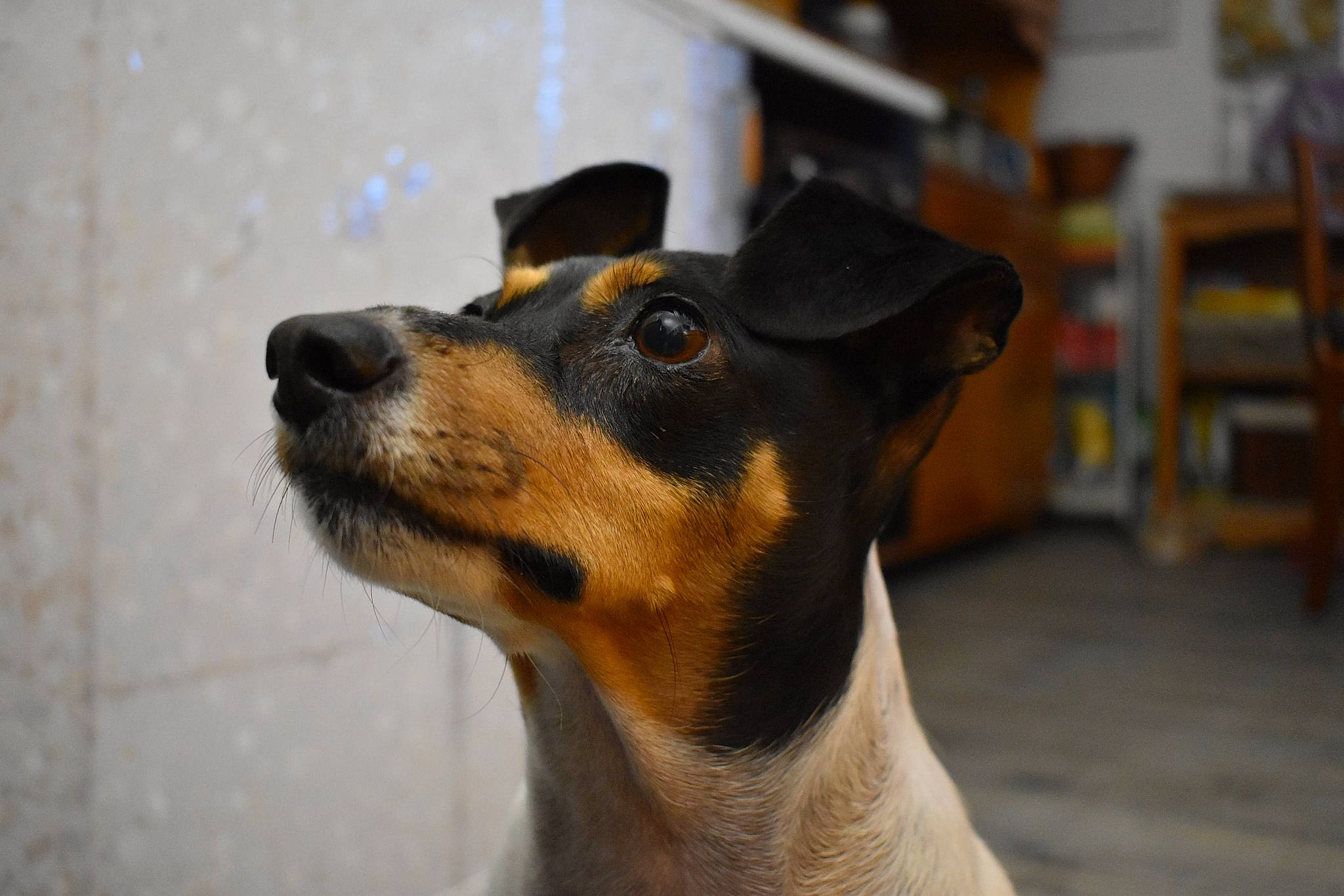 Ursula a rejoint le concours — aidez-le/la à gagner de superbes lots ! brazilian_terrier, canidae, carnivore, chilean_fox_terrier, companion_dog, dog, dog_breed, english_toy_terrier, mammal, manchester_terrier, miniature_fox_terrier, rare_breed_dog, rat_terrier, ratonero_bodeguero_andaluz, snout, teddy_roosevelt_terrier, tenterfield_terrier, toy_fox_terrier, toy_manchester_terrier, vertebrate