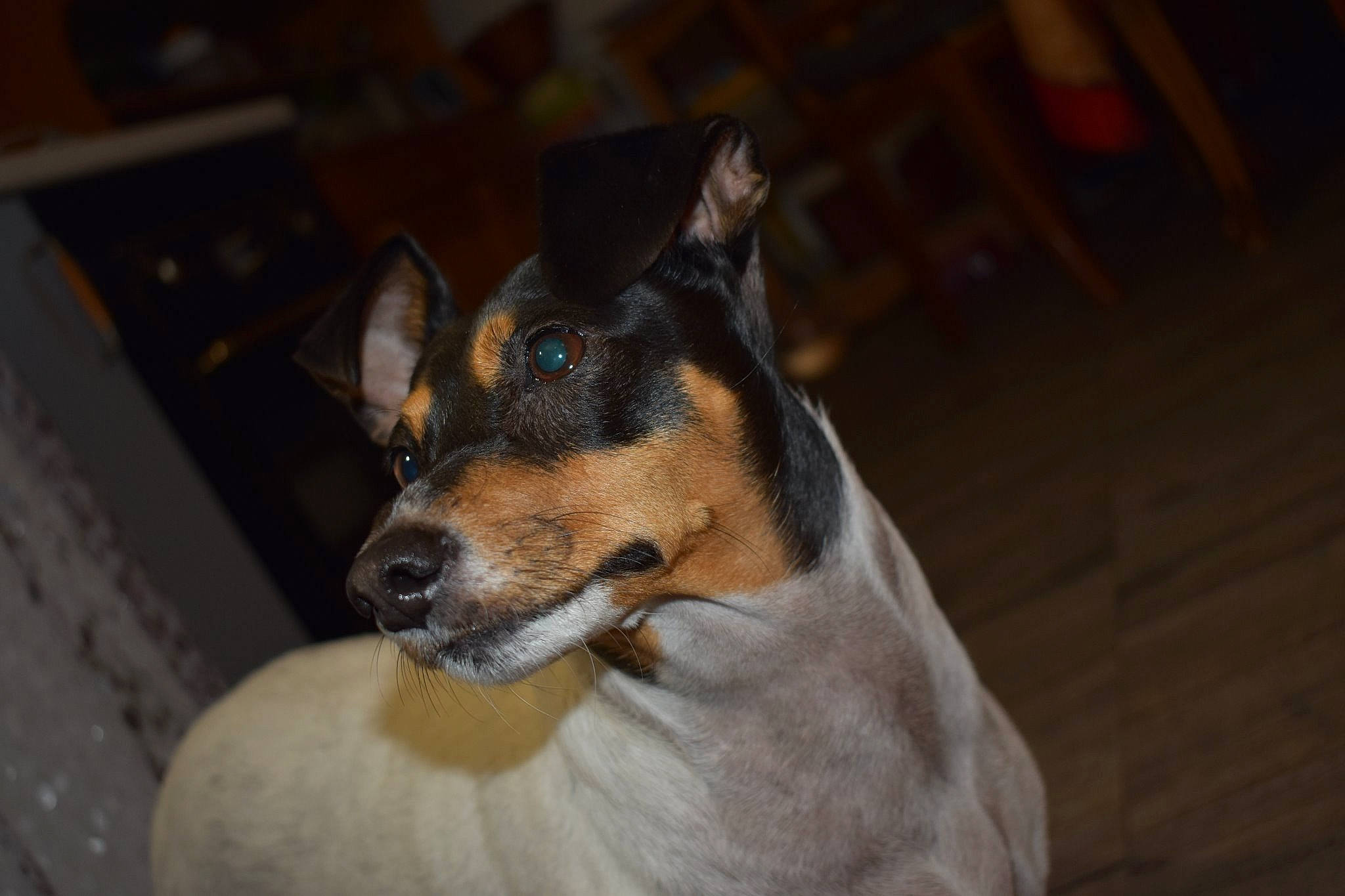 Ursula participe au concours pour gagner de l'argent avec cette photo : canidae, carnivore, dog, dog_breed, ear, feist, fox_terrier, mammal, miniature_fox_terrier, rat_terrier, ratonero_bodeguero_andaluz, smooth_collie, smooth_fox_terrier, snout, teddy_roosevelt_terrier, tenterfield_terrier, terrier, toy_dog, toy_fox_terrier, vertebrate