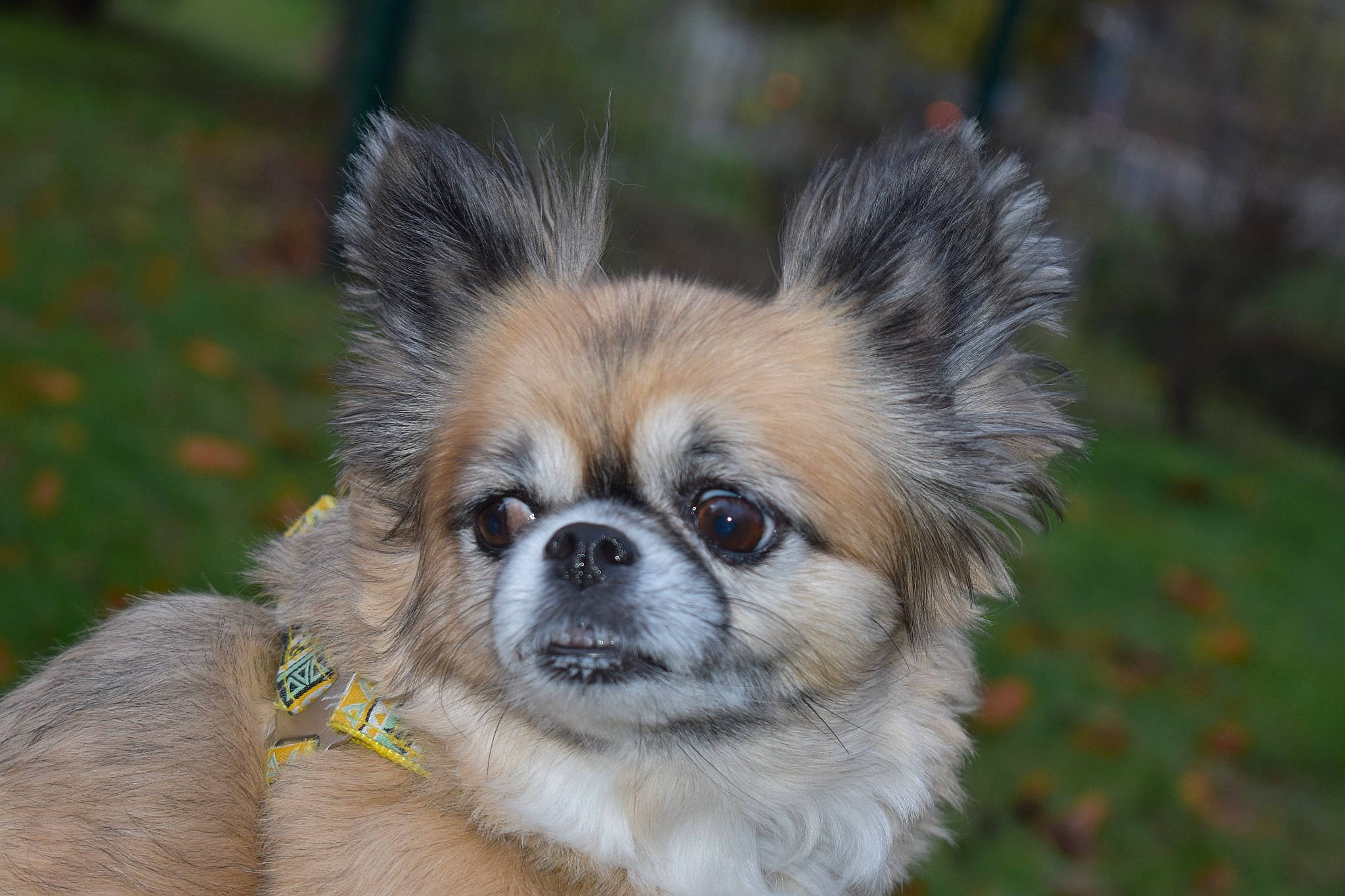 Gommette participe au concours pour gagner de l'argent avec cette photo : ancient_dog_breeds, canidae, carnivore, chinese_imperial_dog, companion_dog, dog, dog_breed, ear, fawn, mammal, plant, rare_breed_dog, snout, sporting_group, tibetan_spaniel, toy_dog, vertebrate, whiskers